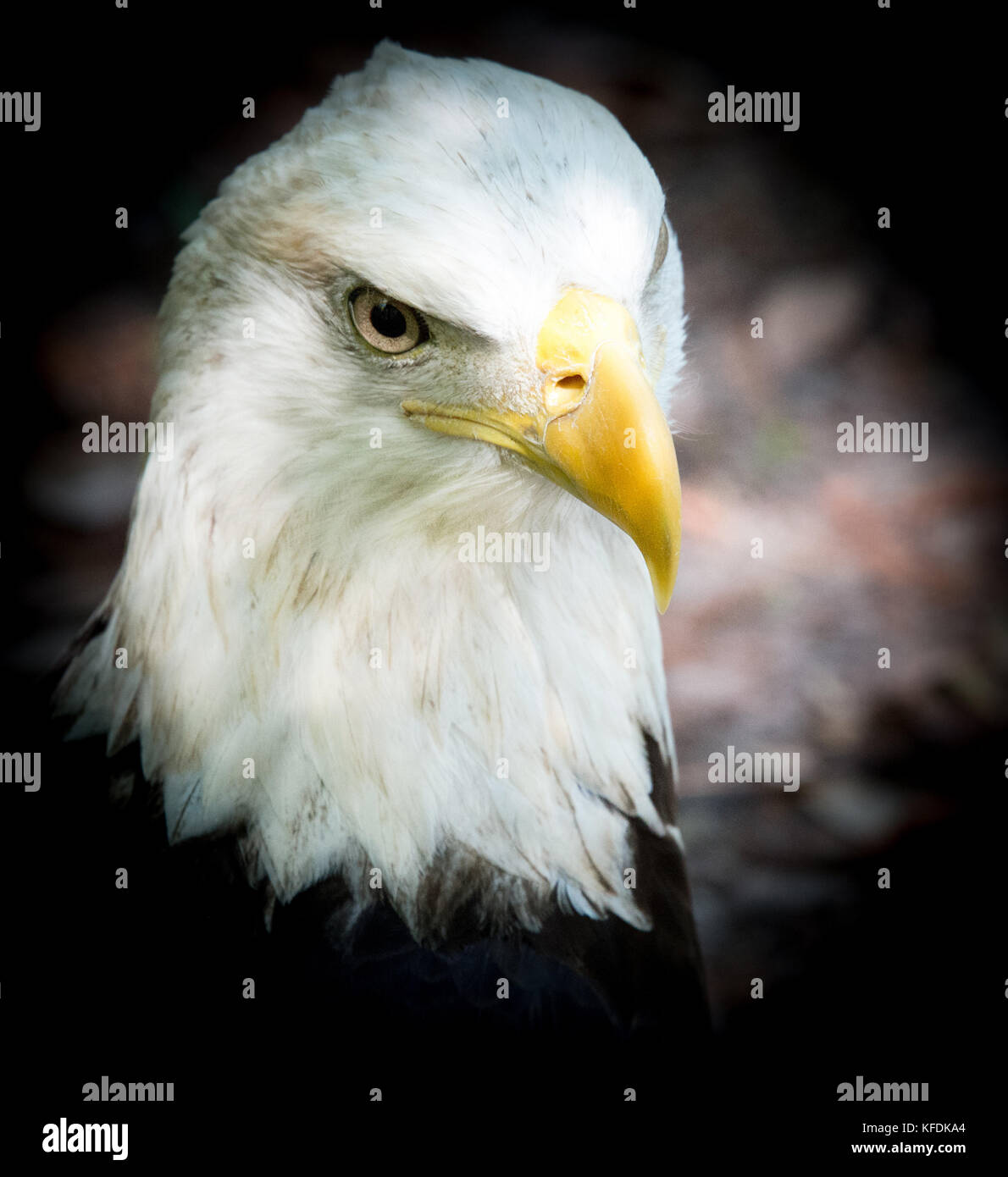 Wildlife, Zoo, Florida, Eagle, Nature Stock Photo