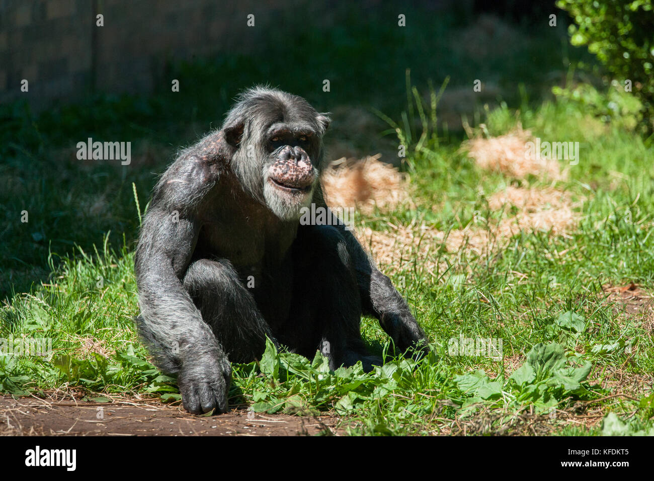 A sunlit lone adult female chimpanzee sat on grass in zoological gardens. Stock Photo