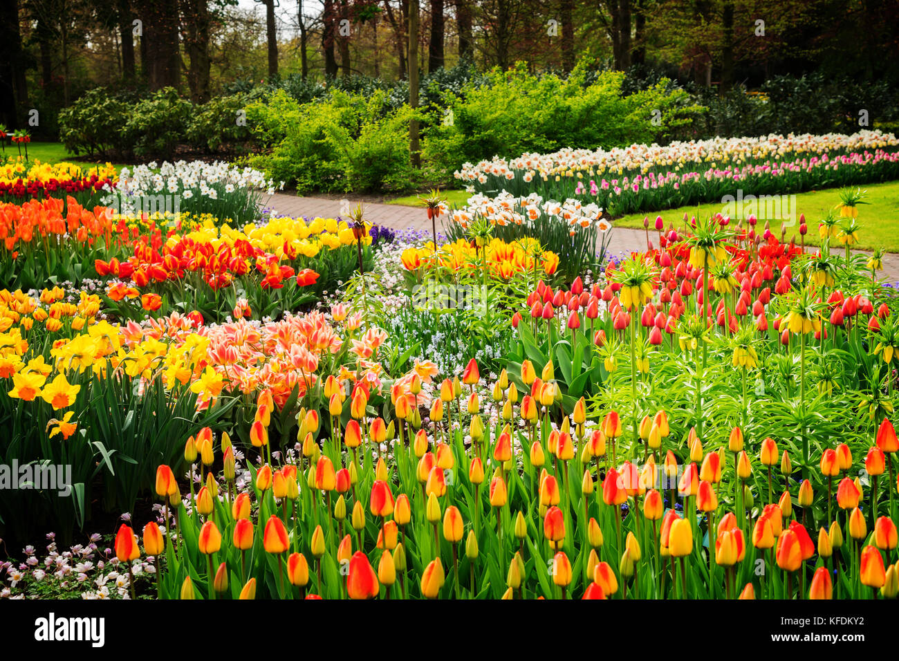Colourful Growing tulips and daffodils Flowerbeds in an Spring Formal ...