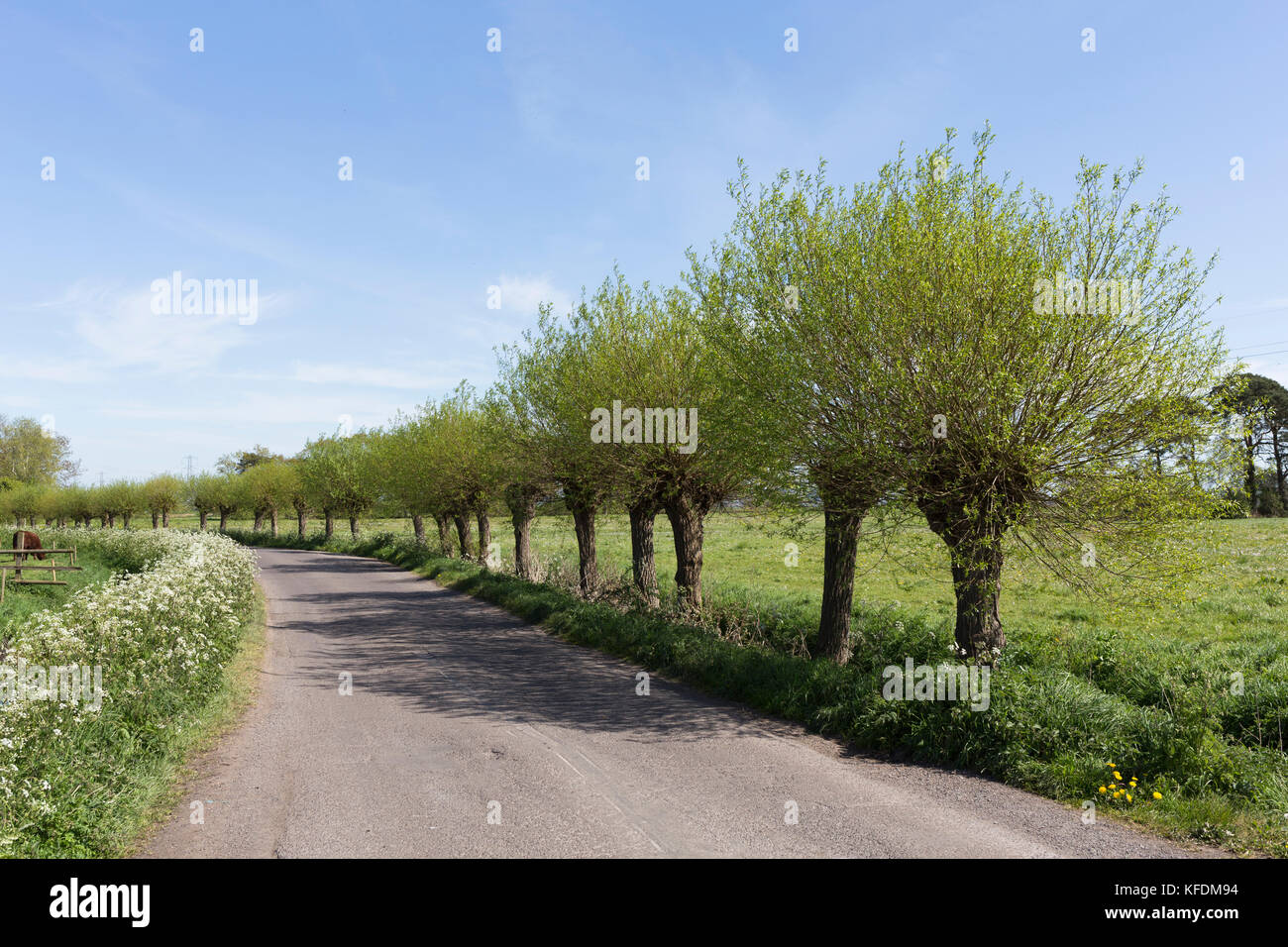Pollarded Willows along country road, Somerset Levels, UK Stock Photo