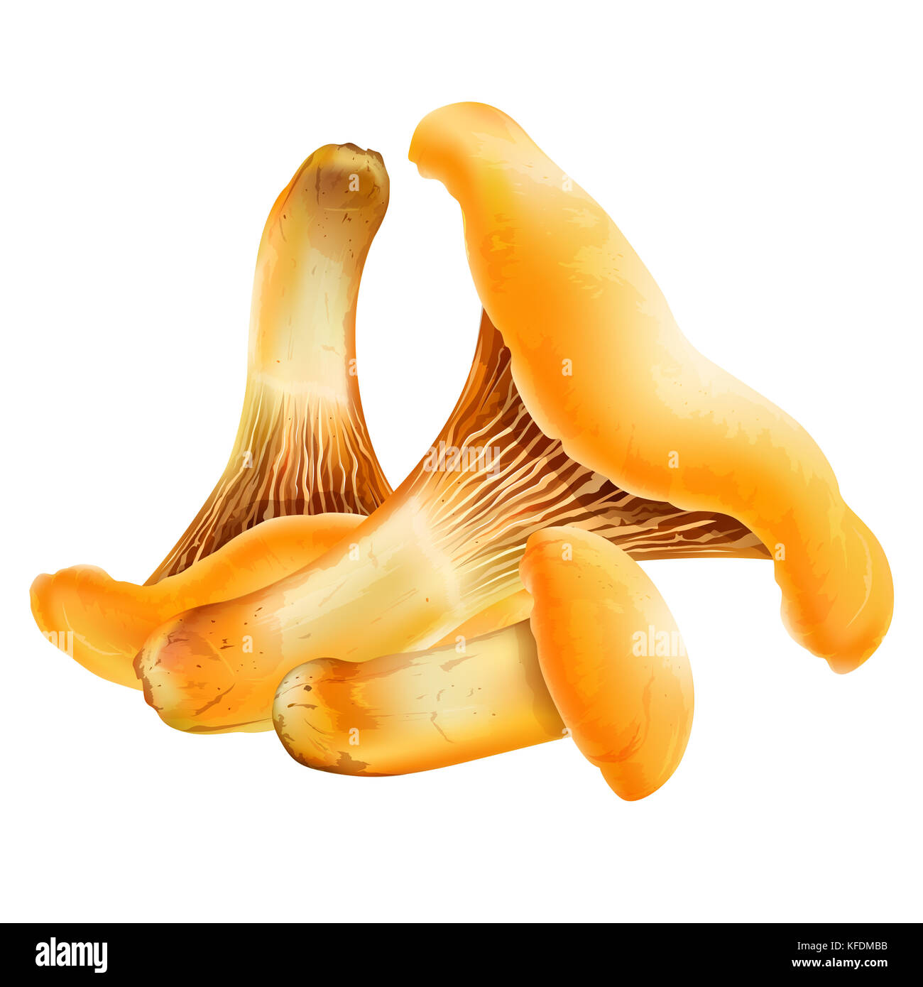 Chanterelles on white background Stock Photo Alamy