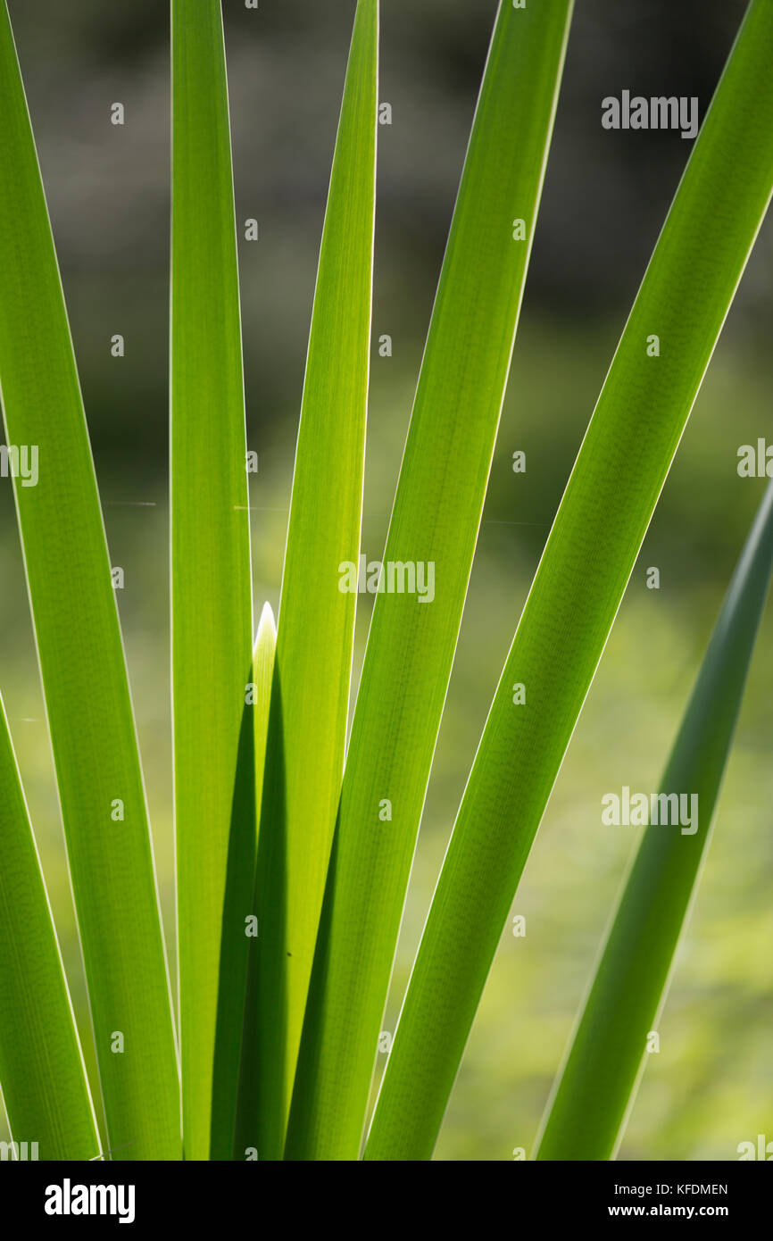 Bulrush - Typha Stock Photo