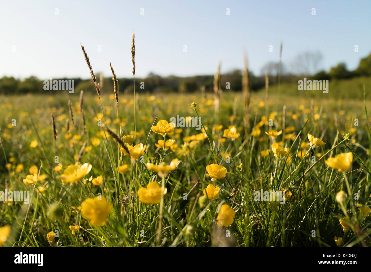Buttercups in pasture Stock Photo Alamy