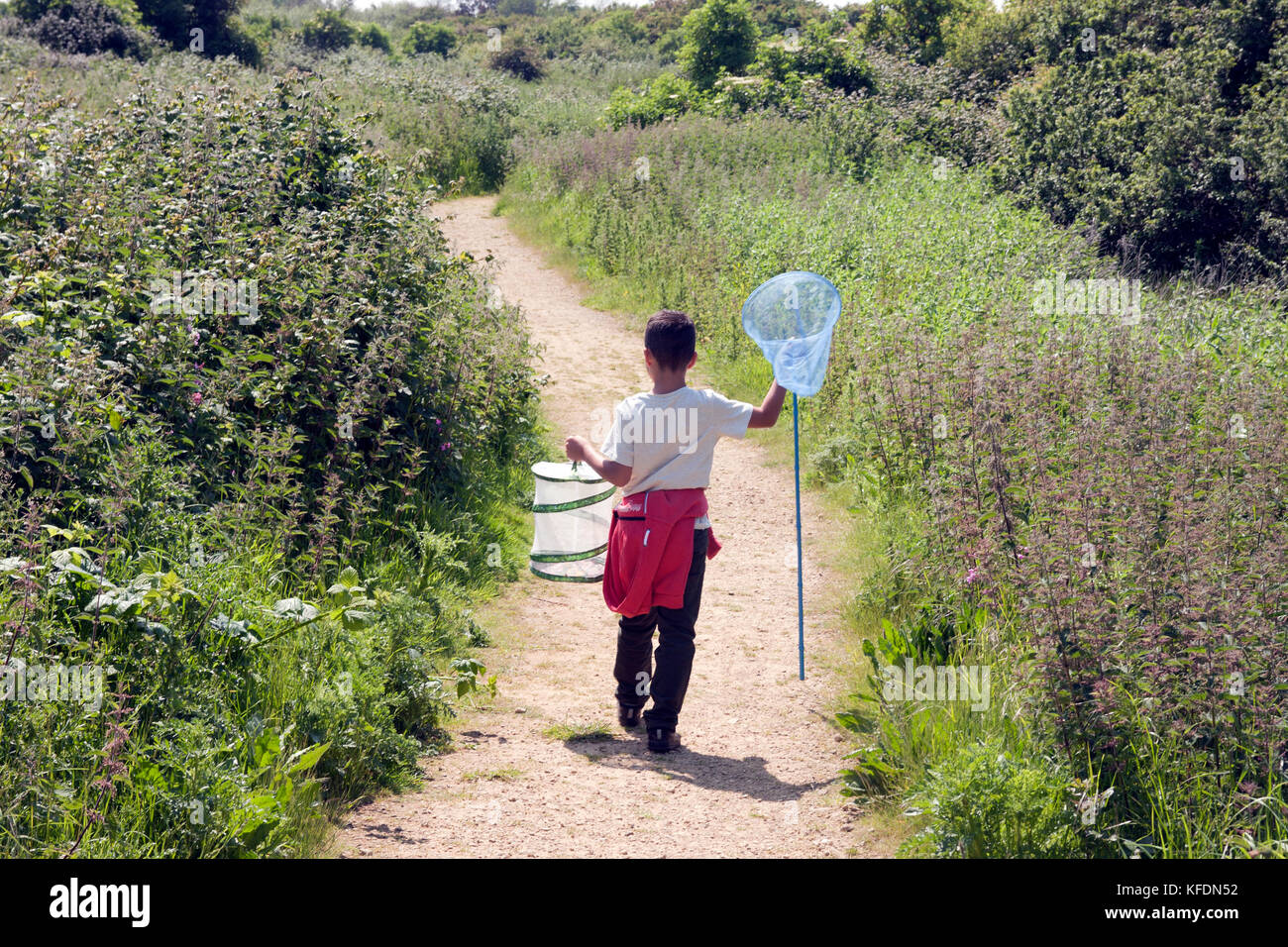 boy out on bug safari, Pagham Nature Reserve, West Sussex, England Stock Photo