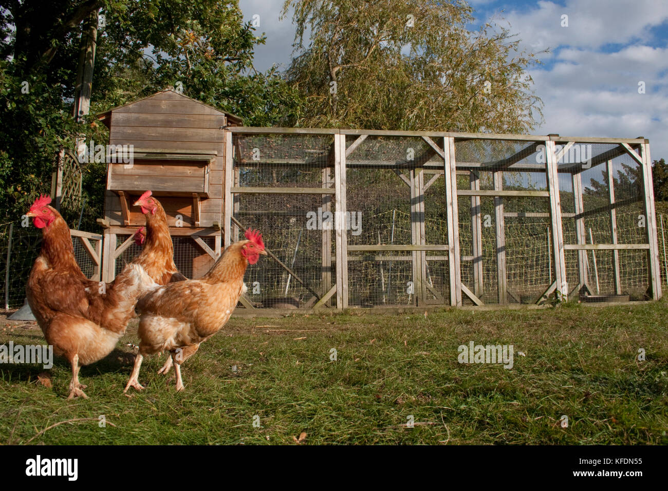 three free range domestic chickens in home run Stock Photo