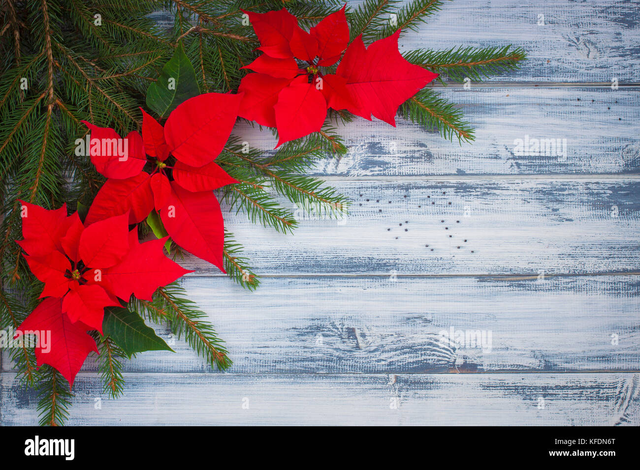 Poinsettia flowers with Christmas-tree branches on the wooden background. With a copy-space Stock Photo