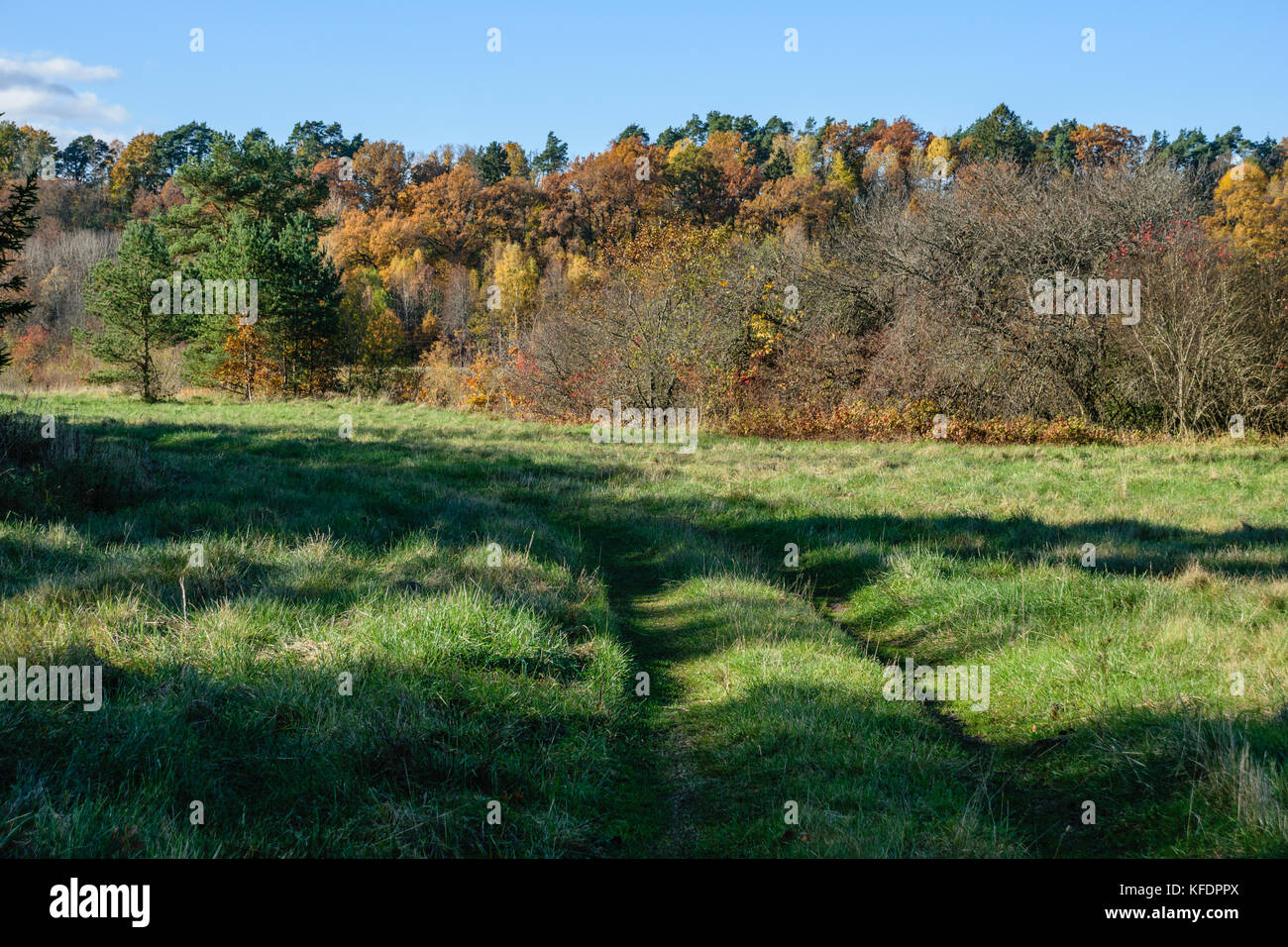 autumn gold colored trees in the park. sunny fall day with sun rays and ...