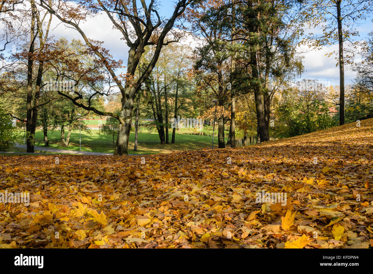 autumn gold colored trees in the park. sunny fall day with sun rays and ...