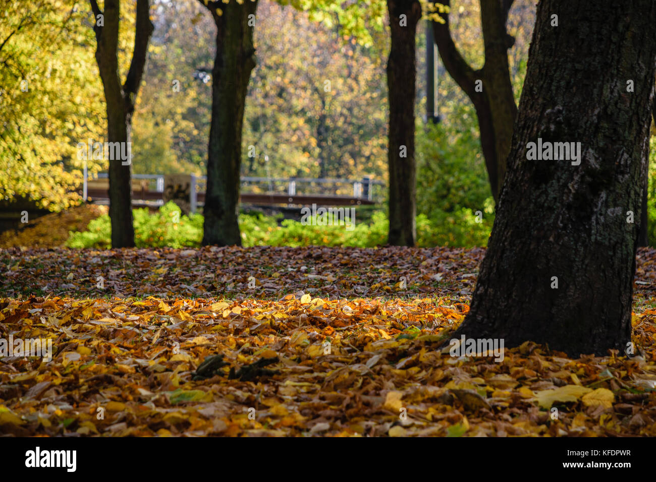 autumn gold colored trees in the park. sunny fall day with sun rays and ...