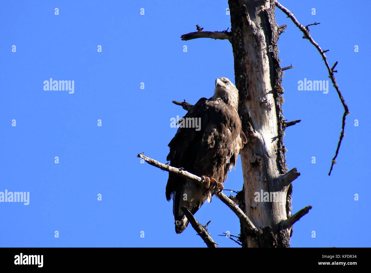 Battered Bald Eagle Perched on the Limb of a Dead Birch Tree Near Palisades Reservoir in