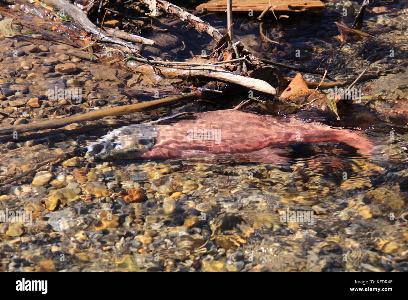 Dead Kokanee Salmon Floating on Gravelly Rocks in Big Elk Creek, Idaho after Migrating Upstream to Spawn in Autumn Stock Photo