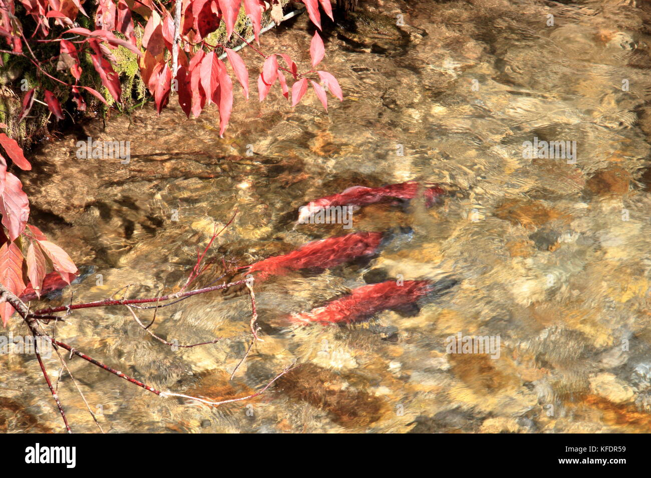 Kokanee Salmon Swimming Upstream in Autumn to Spawn in Big Elk Creek