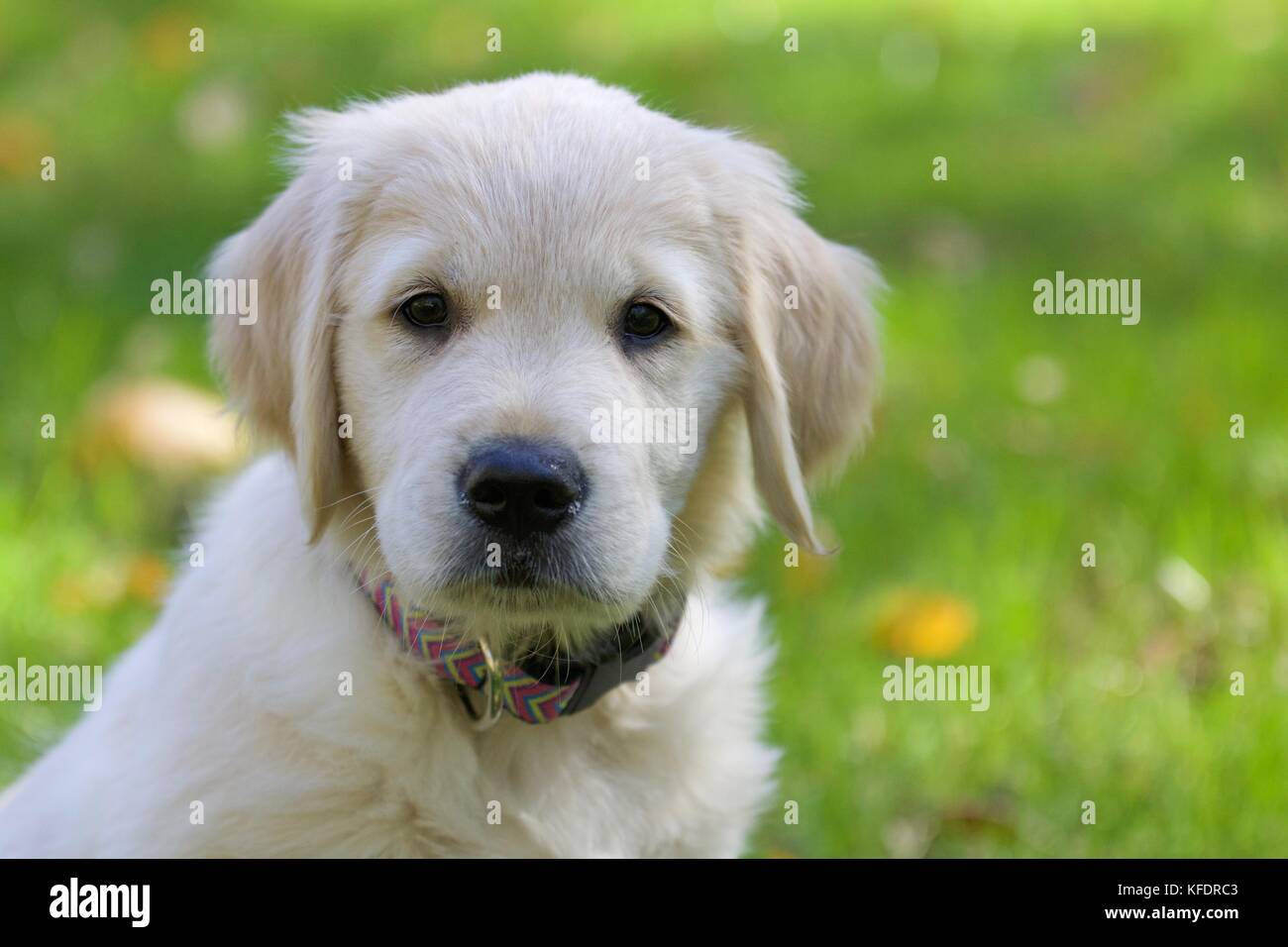 little golden retriever puppies