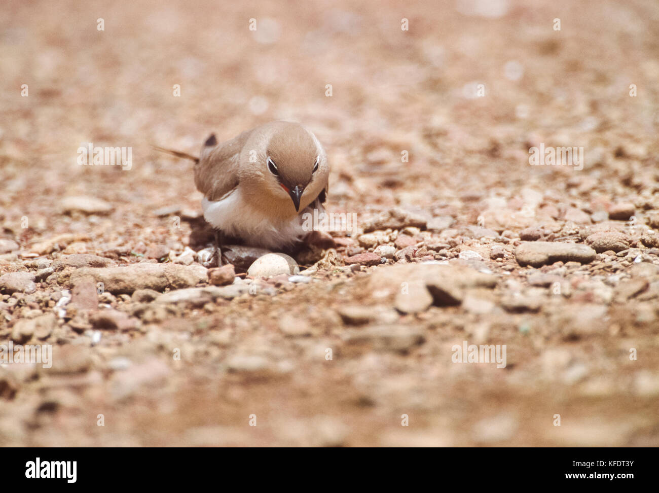 Small Indian Pratincole, Little Pratincole or Small Pratincole, (Gladiola lacteal), on ground nest with egg, Rajasthan, India Stock Photo