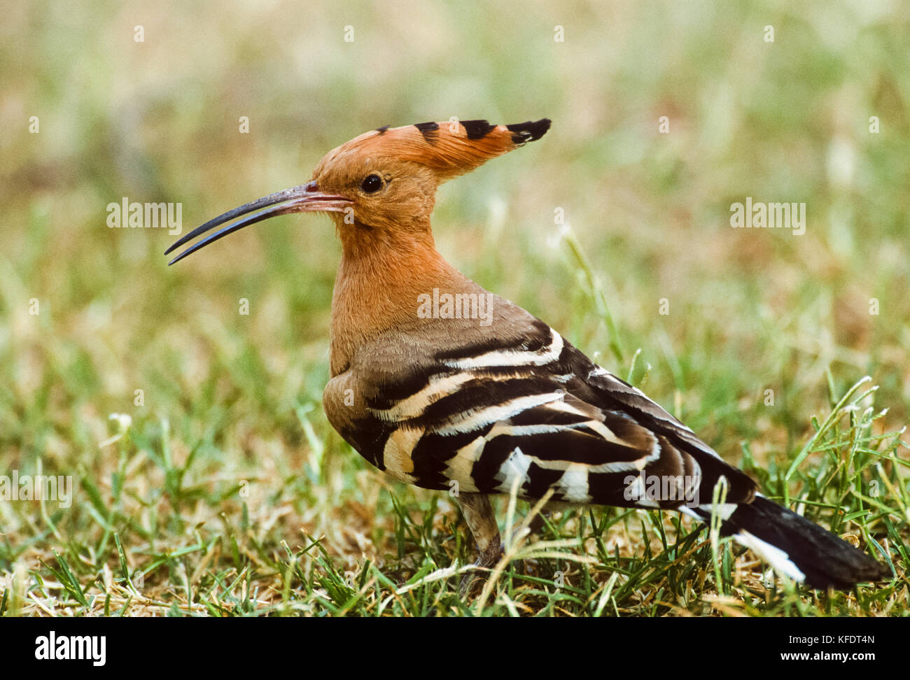 Eurasian Hoopoe, (Upupa epops), feeding on the ground, Keoladeo Ghana National Park, Bharatpur, Rajasthan, India Stock Photo