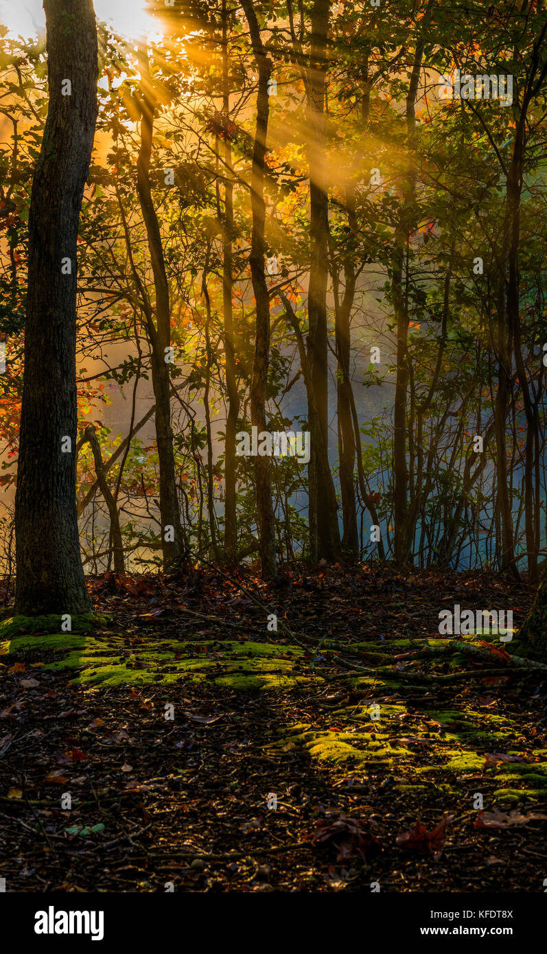 Beautiful morning background in late October forest with visible sun rays in a light haze Stock Photo