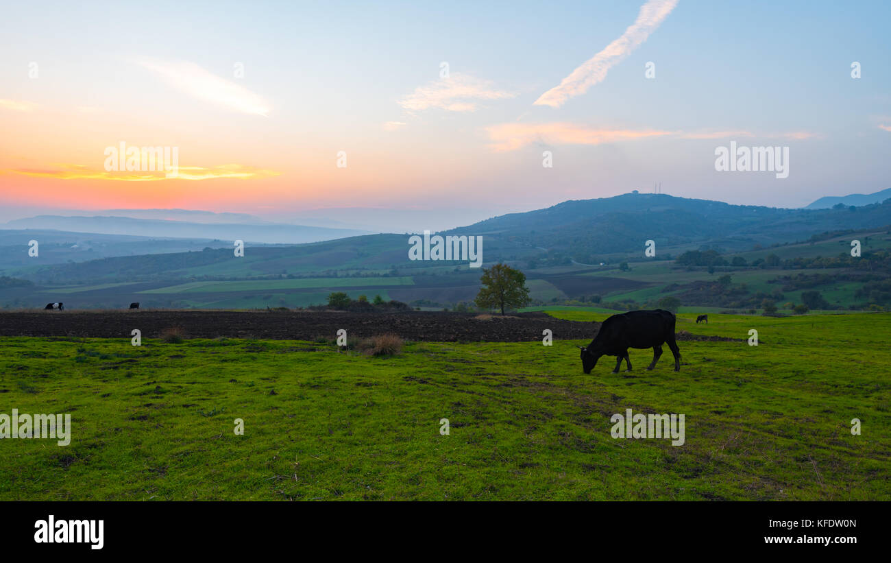 A cow is grazing in a meadow Stock Photo - Alamy