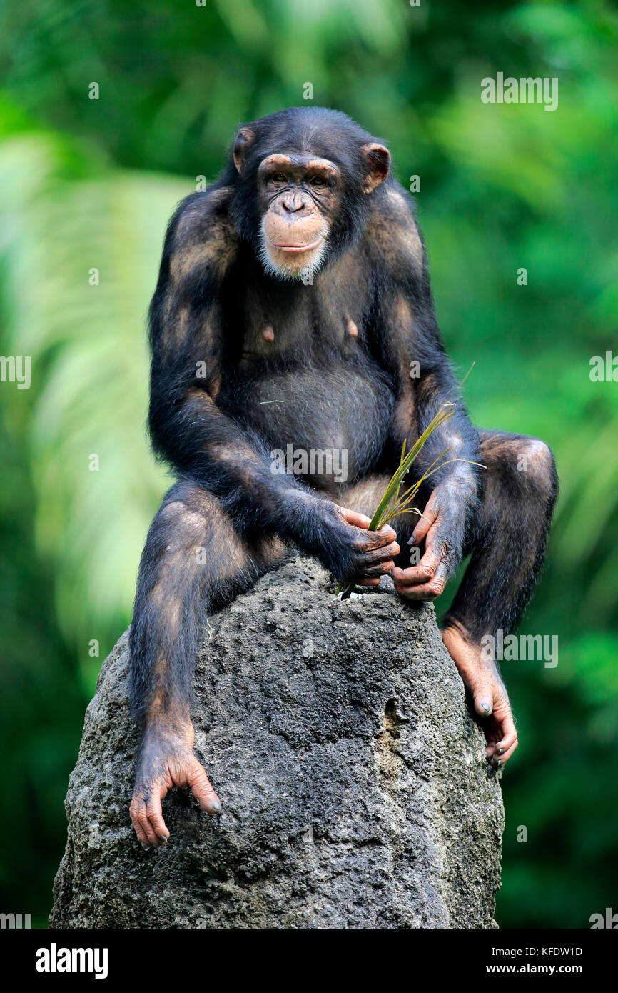 Chimpanzee, (Pan troglodytes troglodytes), adult female, uses tool, eating, captive, occurrence