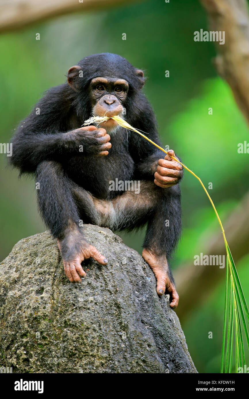 Chimpanzee, (Pan troglodytes troglodytes), kitten, uses tool, eating, captive, occurrence Africa