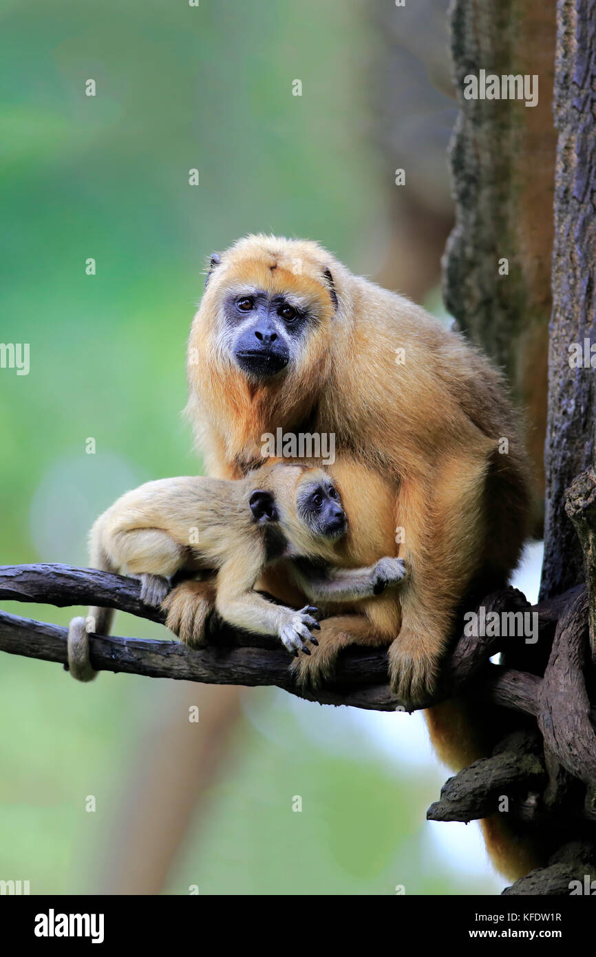 Black howler, (Alouatta caraya), adult female with offspring, captive, occurrence South America Stock Photo
