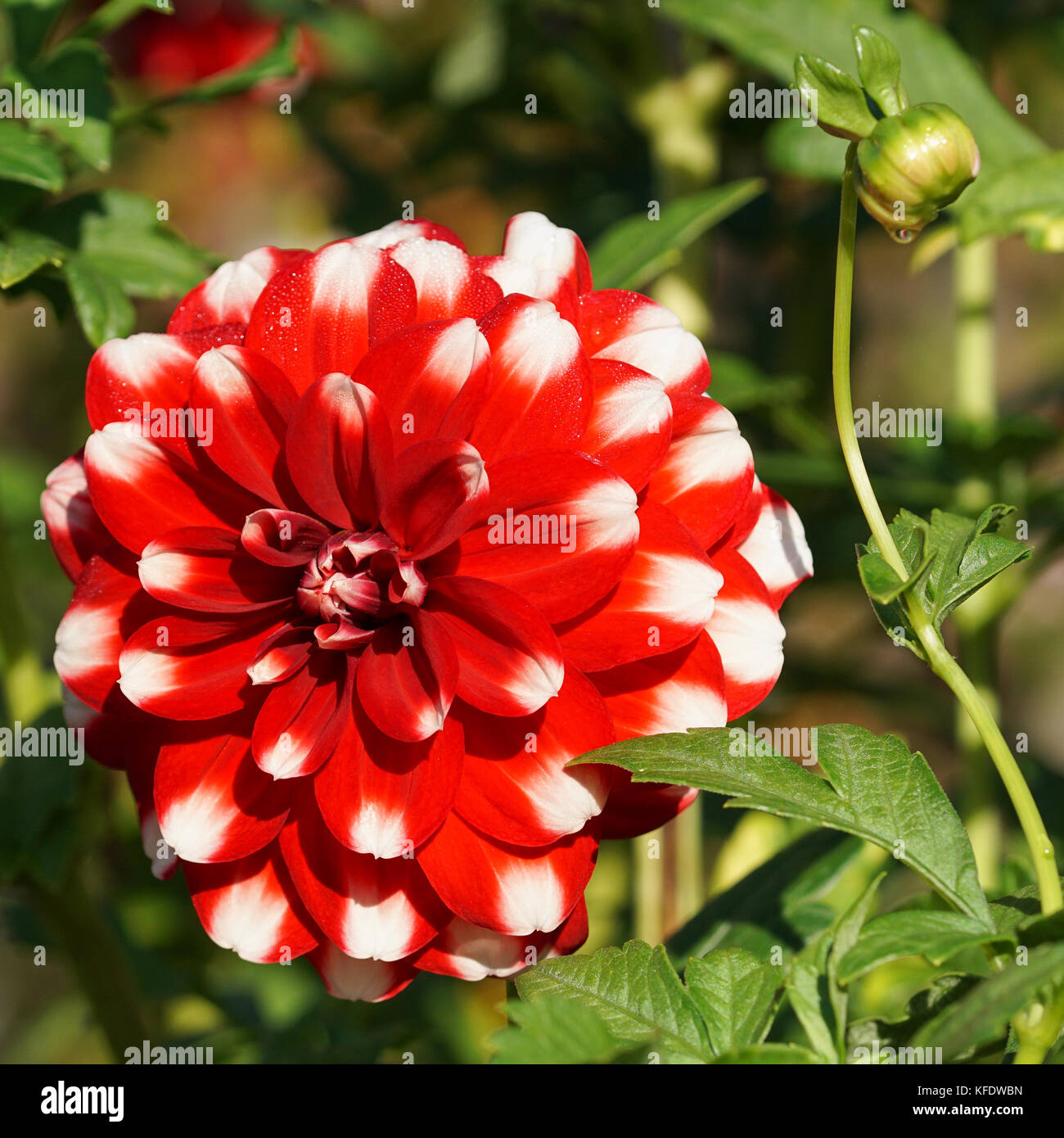 White dahlia bloom perennial hi-res stock photography and images - Alamy