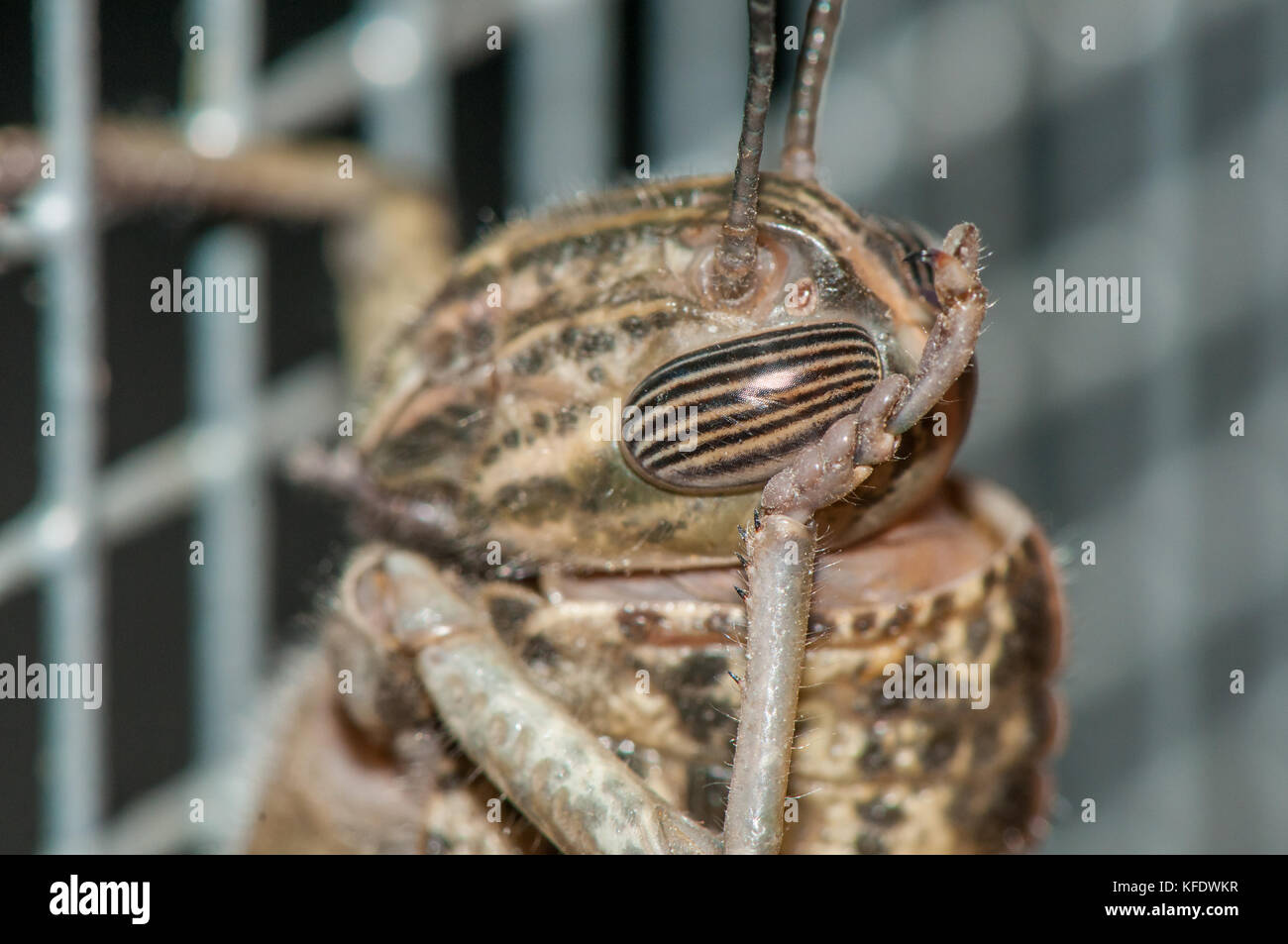 Egyptian Locust (Anacridium aegyptium). Head close-up. Cleaning his eye Stock Photo