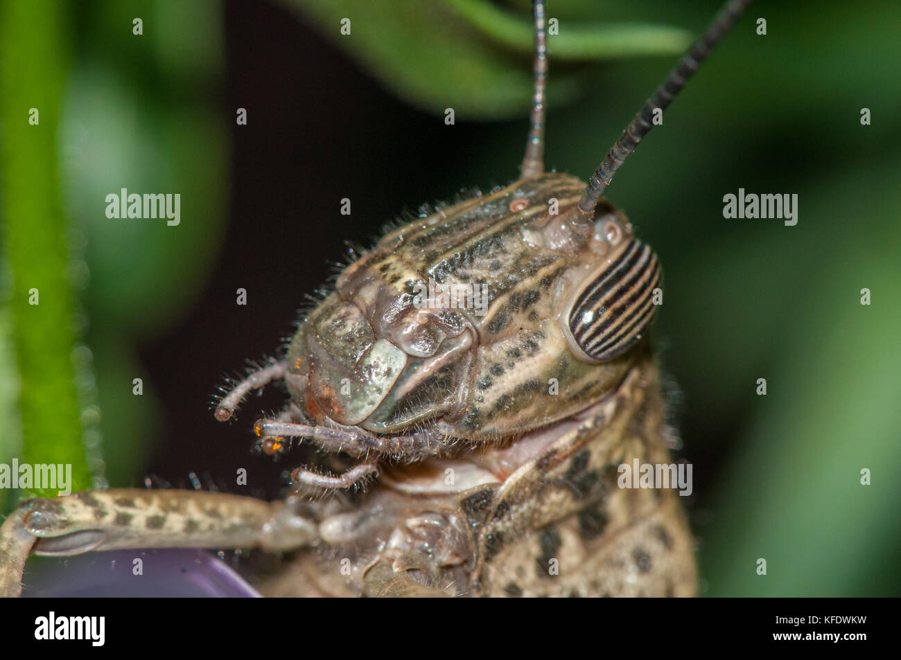 Egyptian Locust (Anacridium aegyptium). Head close-up Stock Photo