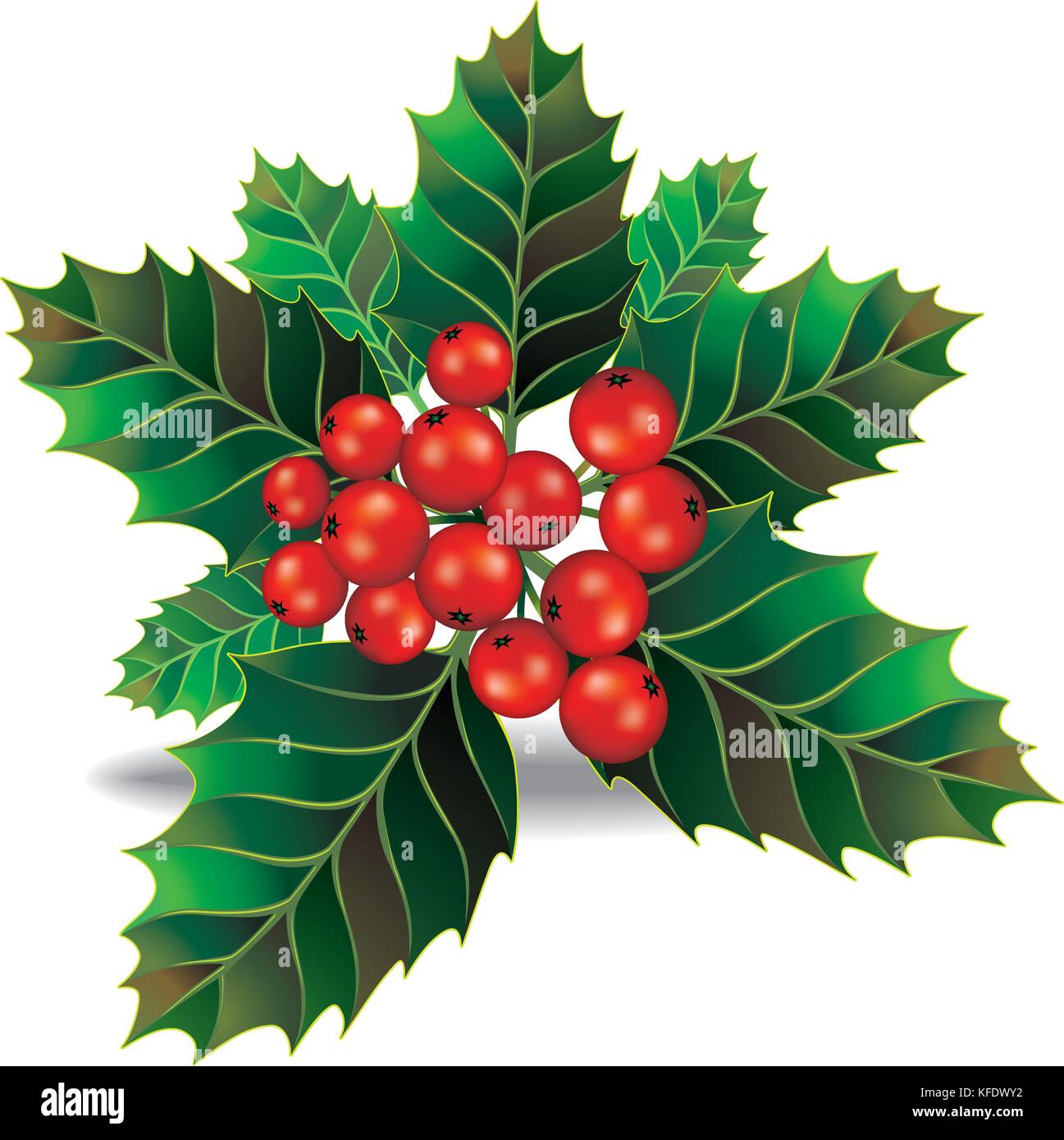 Beautiful holly christmas branch and berry. Vector illustration Stock ...