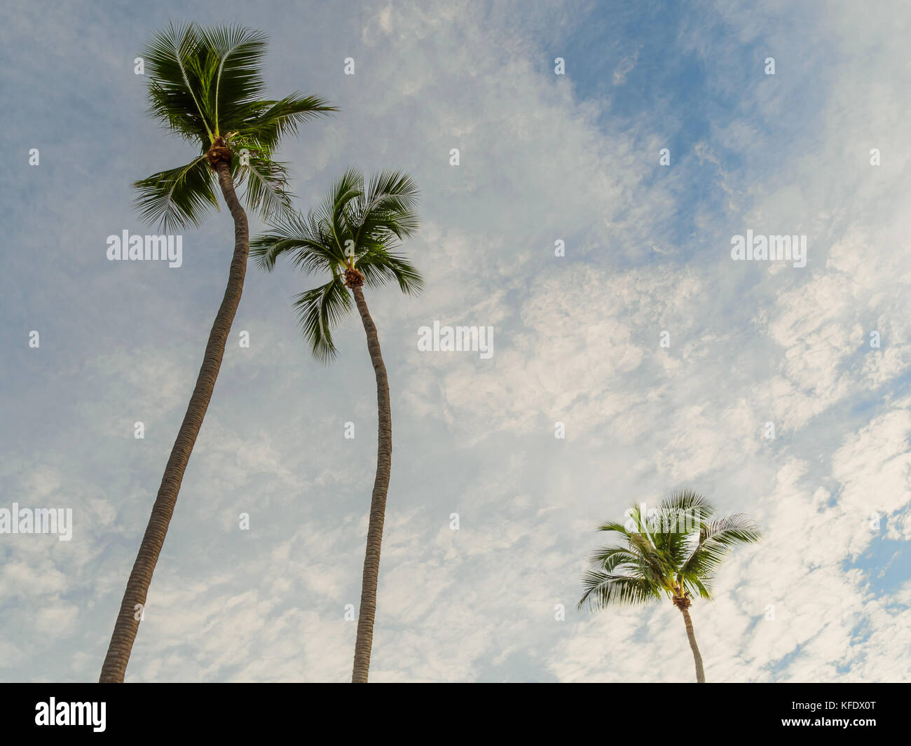 Koh samui coconut palm trees hi-res stock photography and images - Alamy
