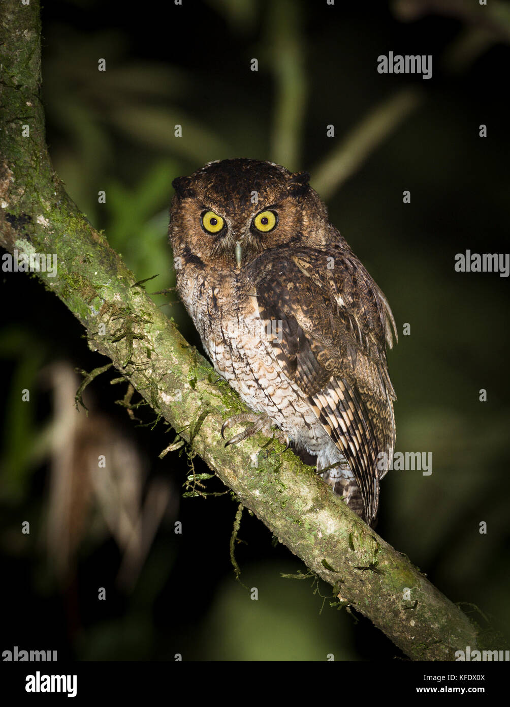 Black-capped Screech-Owl (Megascops atricapilla), endemic to the Atlantic Rainforest Stock Photo