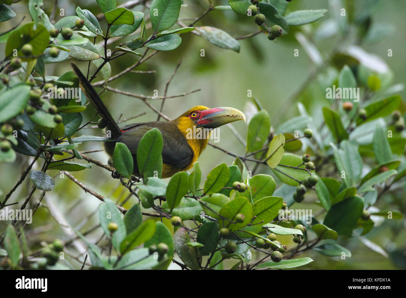 A Saffron Toucanet from the Atlantic Rainforest eating native fruits in the canopy Stock Photo