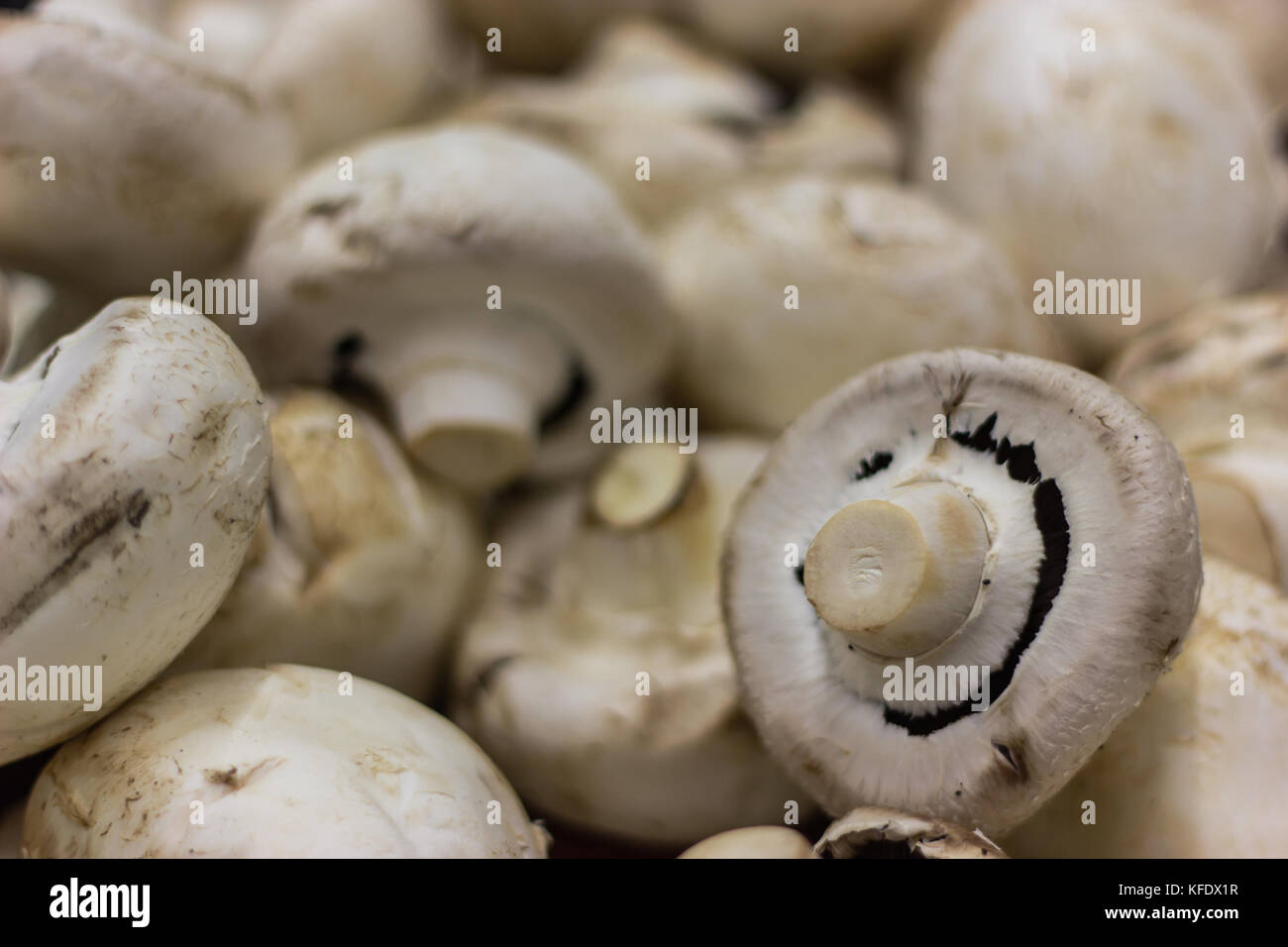 the most common white mushroom, mushroom, for background common white mushroom in the market, helty food Stock Photo