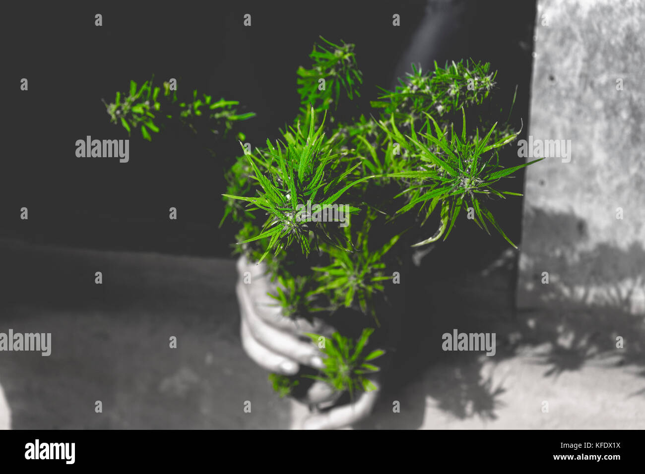 soft focus on fresh bunch of marijuana isolated by color pop up on faded tone Stock Photo