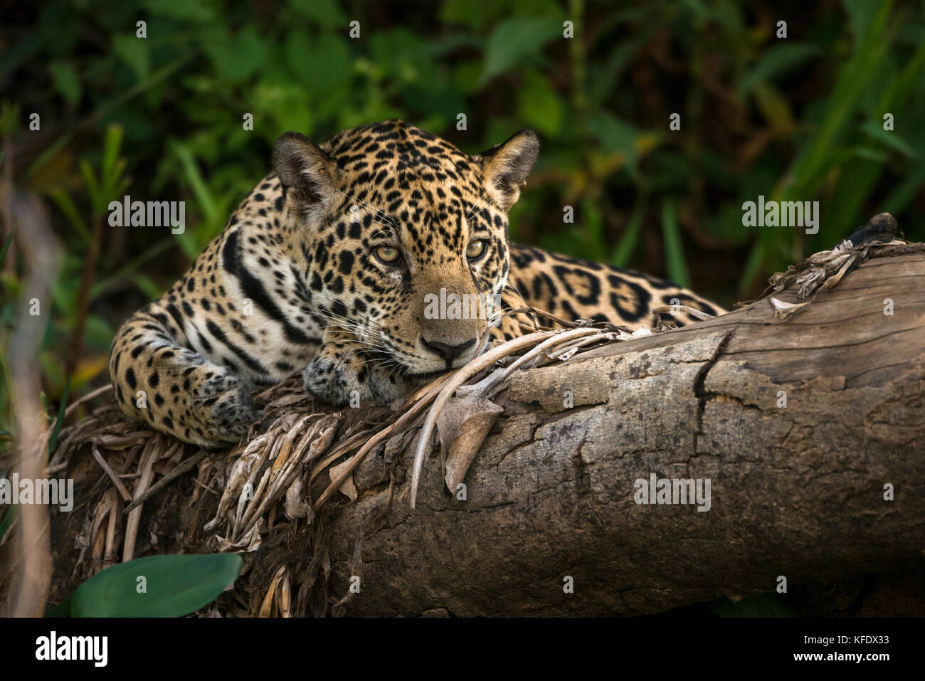 Jaguar resting on a dead tree in the Pantanal Stock Photo