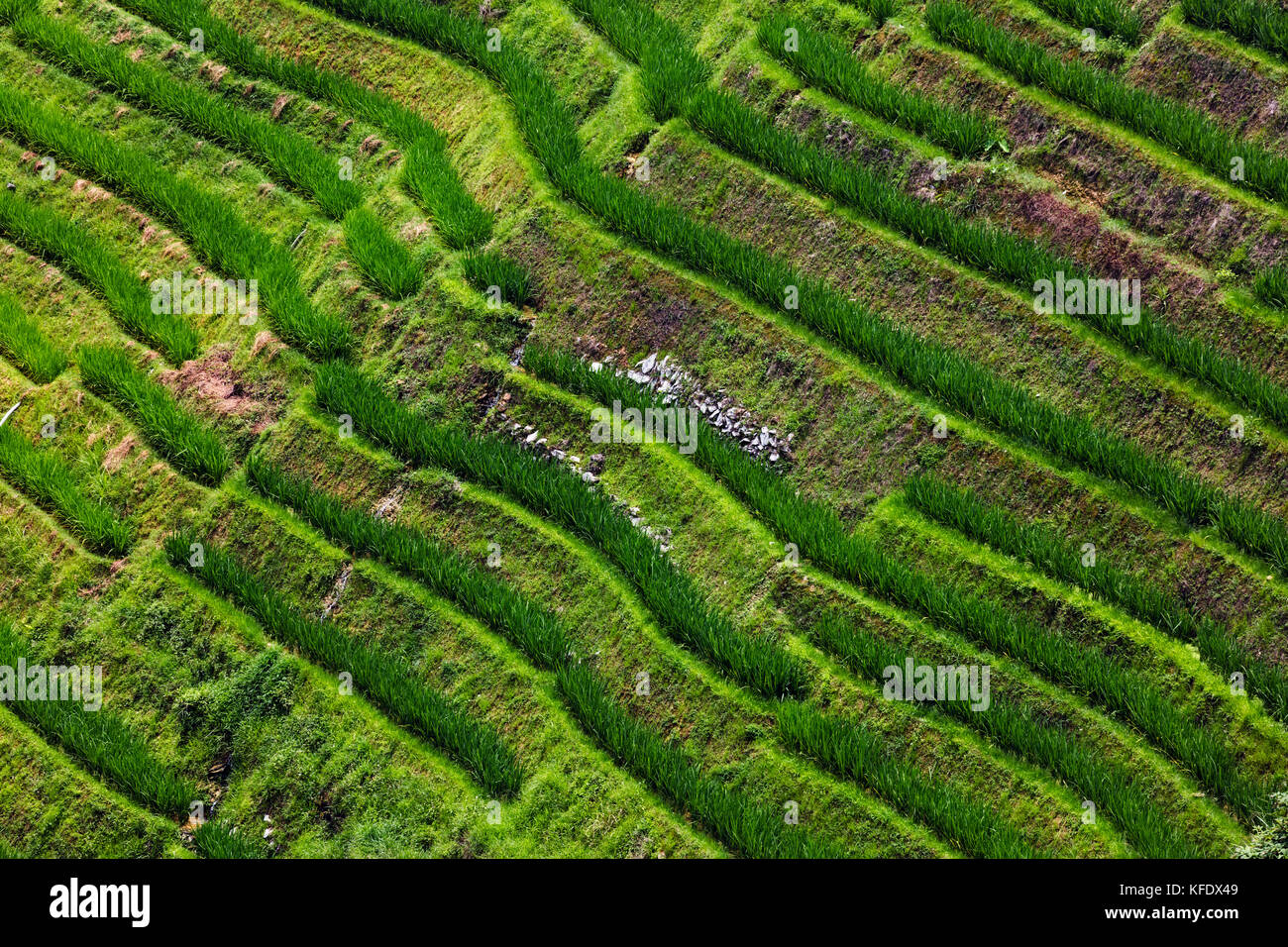 Stock Photo - Longji terraces rice fields near Guilin, Guangxi - China ...