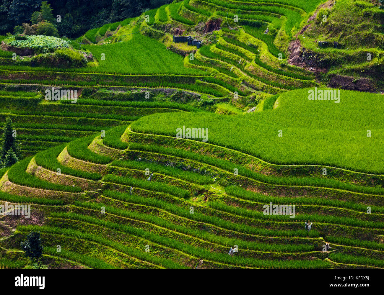 Stock Photo - Longji terraces rice fields near Guilin, Guangxi - China ...