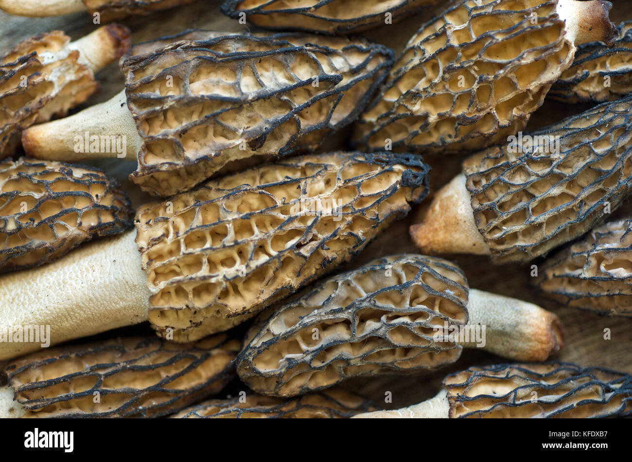 Fresh Morel Mushroom Background, Solid Morels Stock Photo
