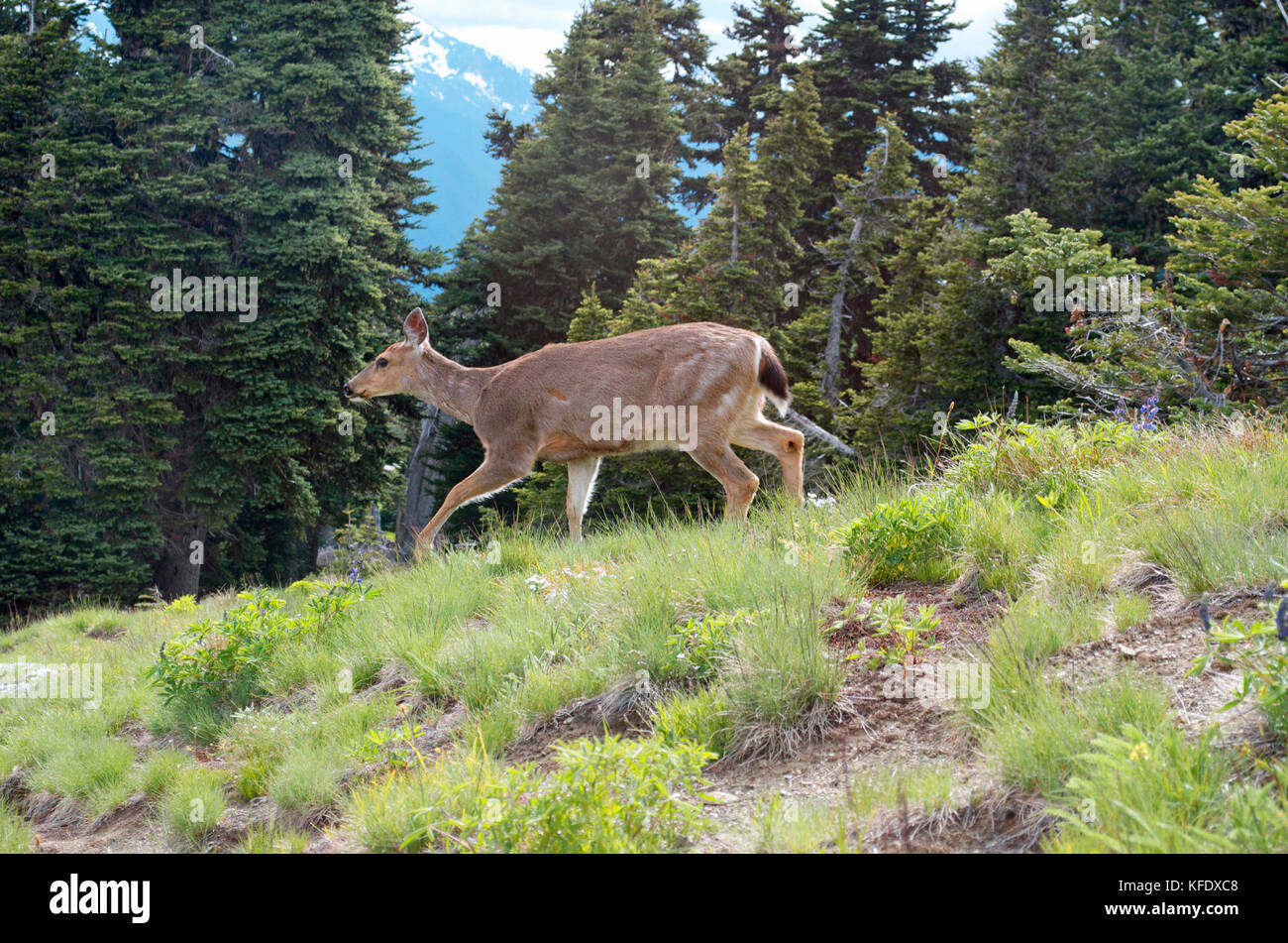 Olympic national park deer park