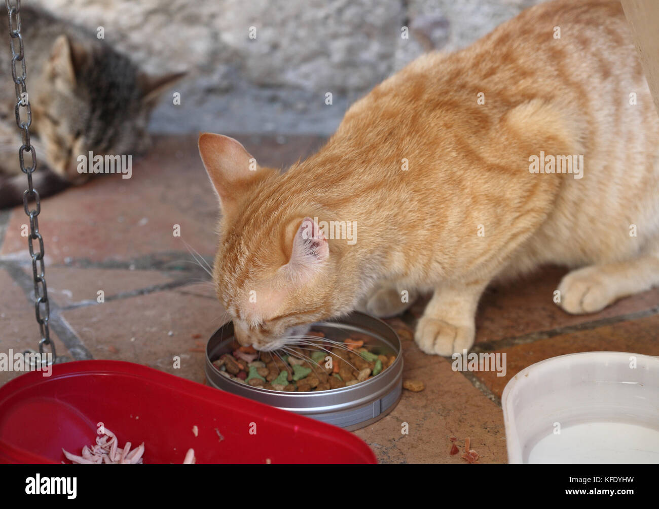 Cat, eating, outdoor Stock Photo Alamy