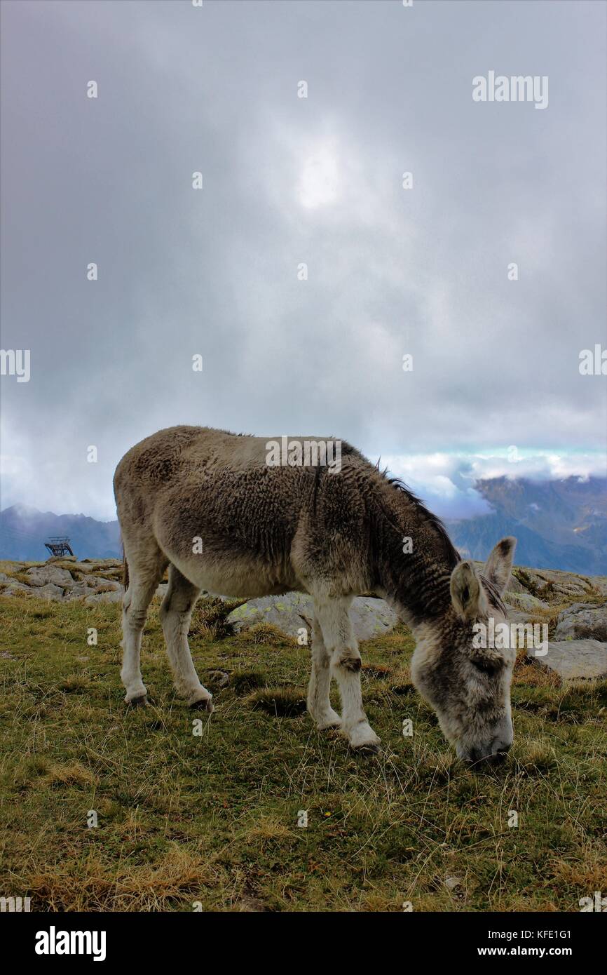 Donkey grazing the hills at Chamonix Stock Photo