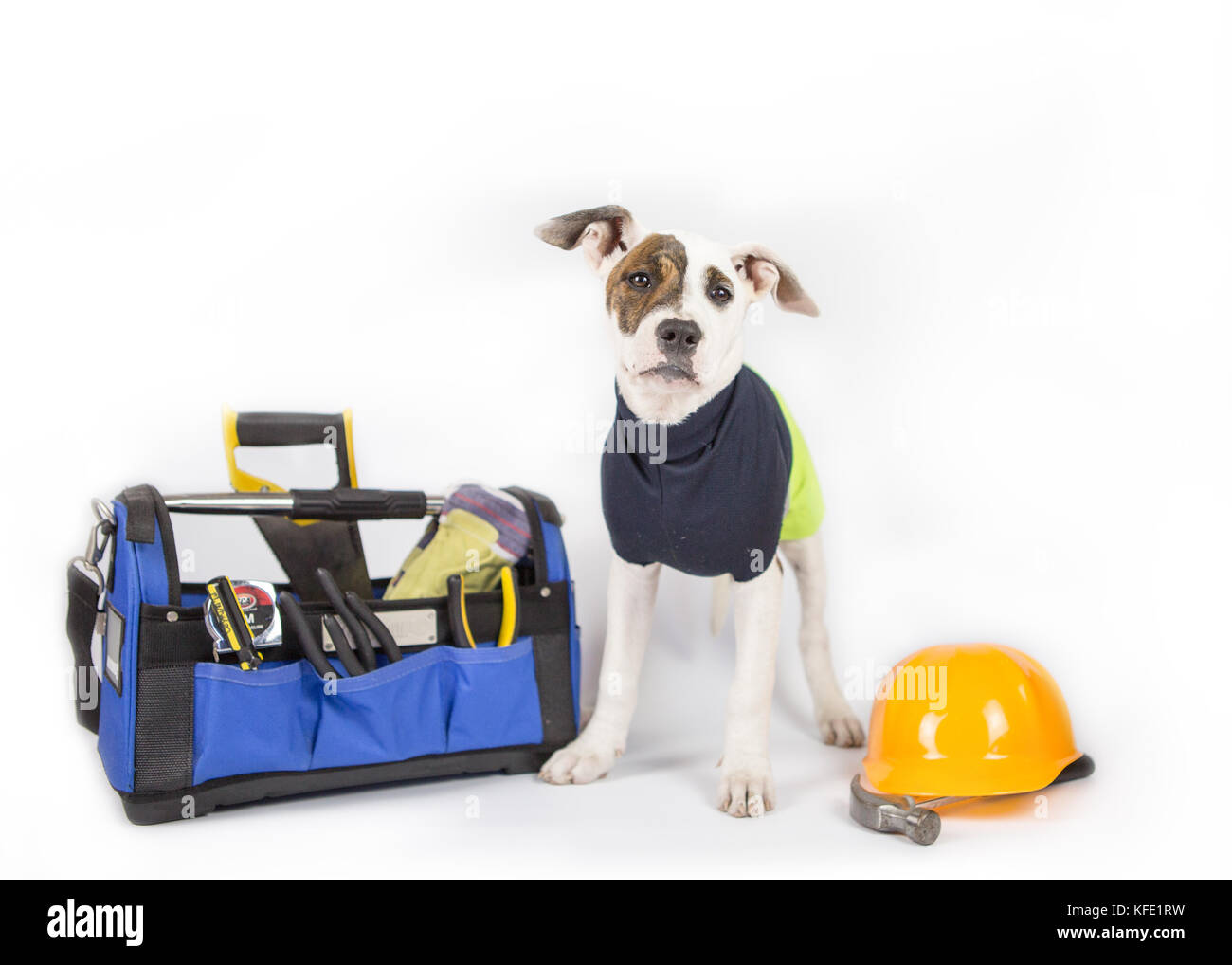 Puppy wears hi-viz and uses tools Stock Photo