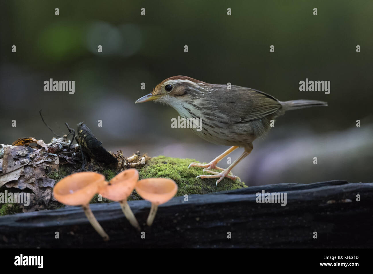 The puff-throated babbler or spotted babbler (Pellorneum ruficeps) is a species of passerine bird found in Asia. They are found in scrub and moist for Stock Photo
