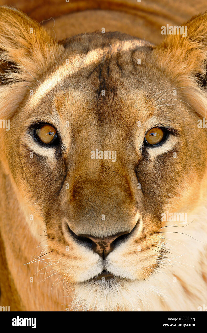 portrait of lioness (Panthera leo) in captivity Stock Photo