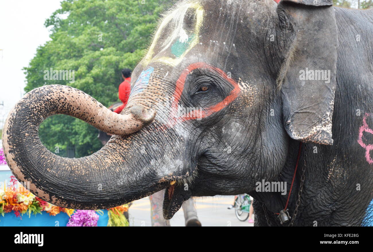 painting on elephant on Songkarn Festival in Thailand Stock Photo Alamy