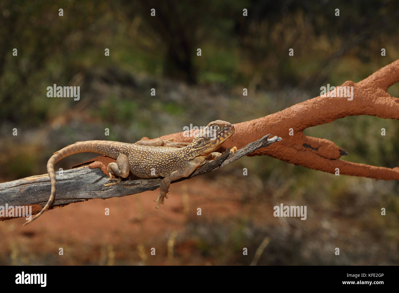 Central netted dragon (Ctenophorus nuchalis) on a branch, basking. Tjukayirla, Northern Goldfields region, Western Australia, Australia Stock Photo