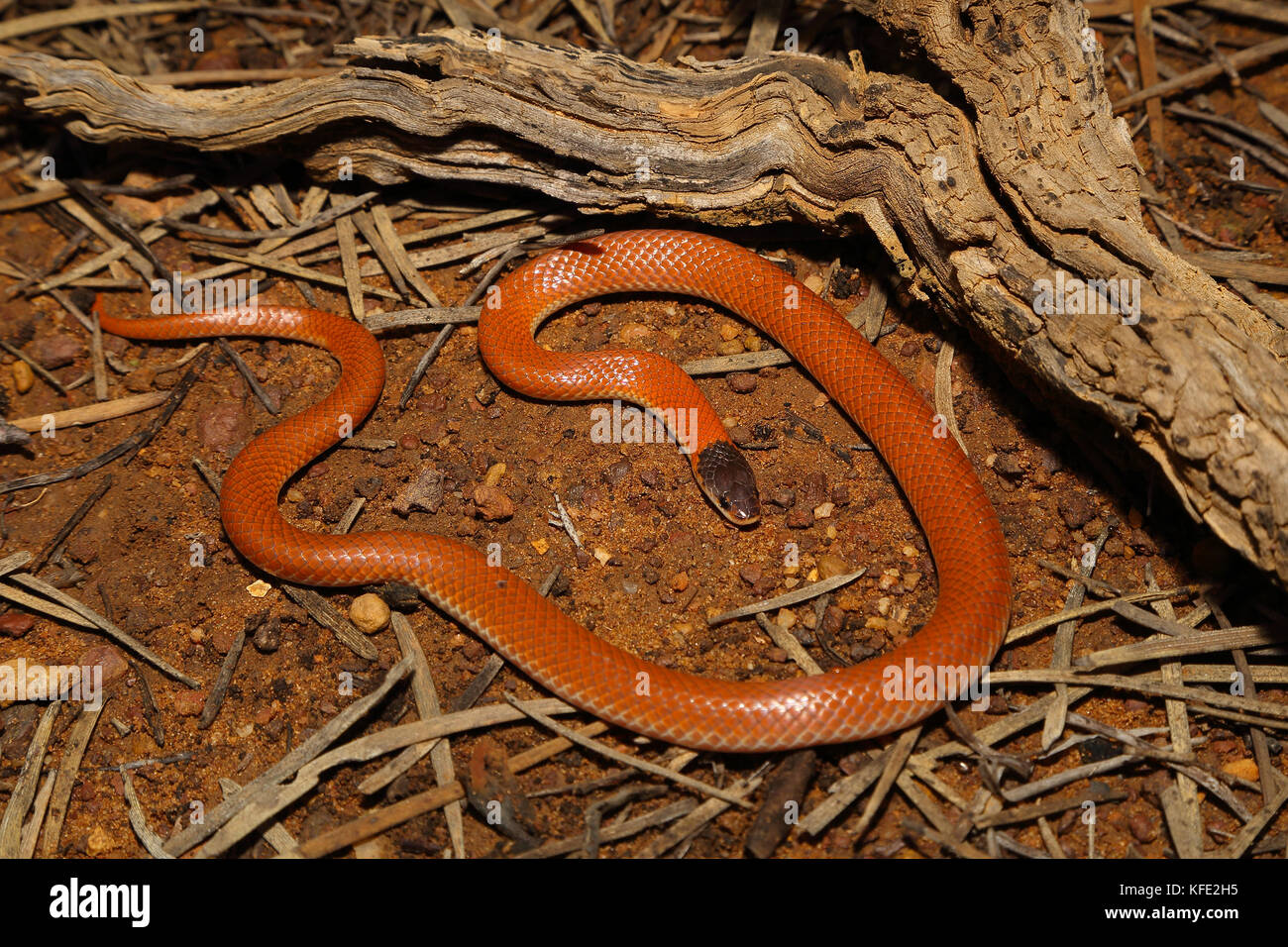 Monk snake (Parasuta monachus) about 32 cm long and mildly venomous. Yalgoo, Mid West region, Western Australia, Australia Stock Photo