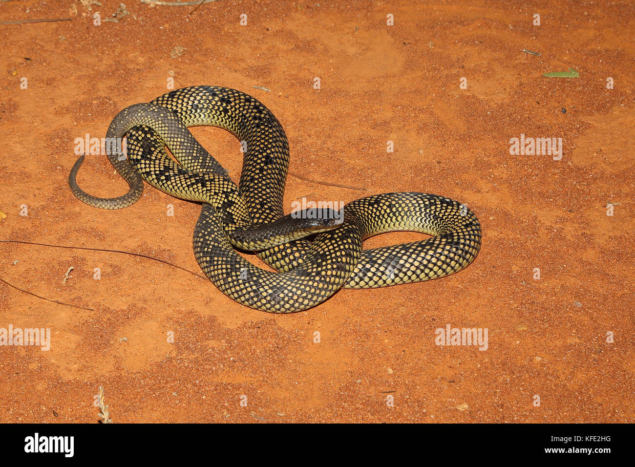 Mulga snake hires stock photography and images Alamy