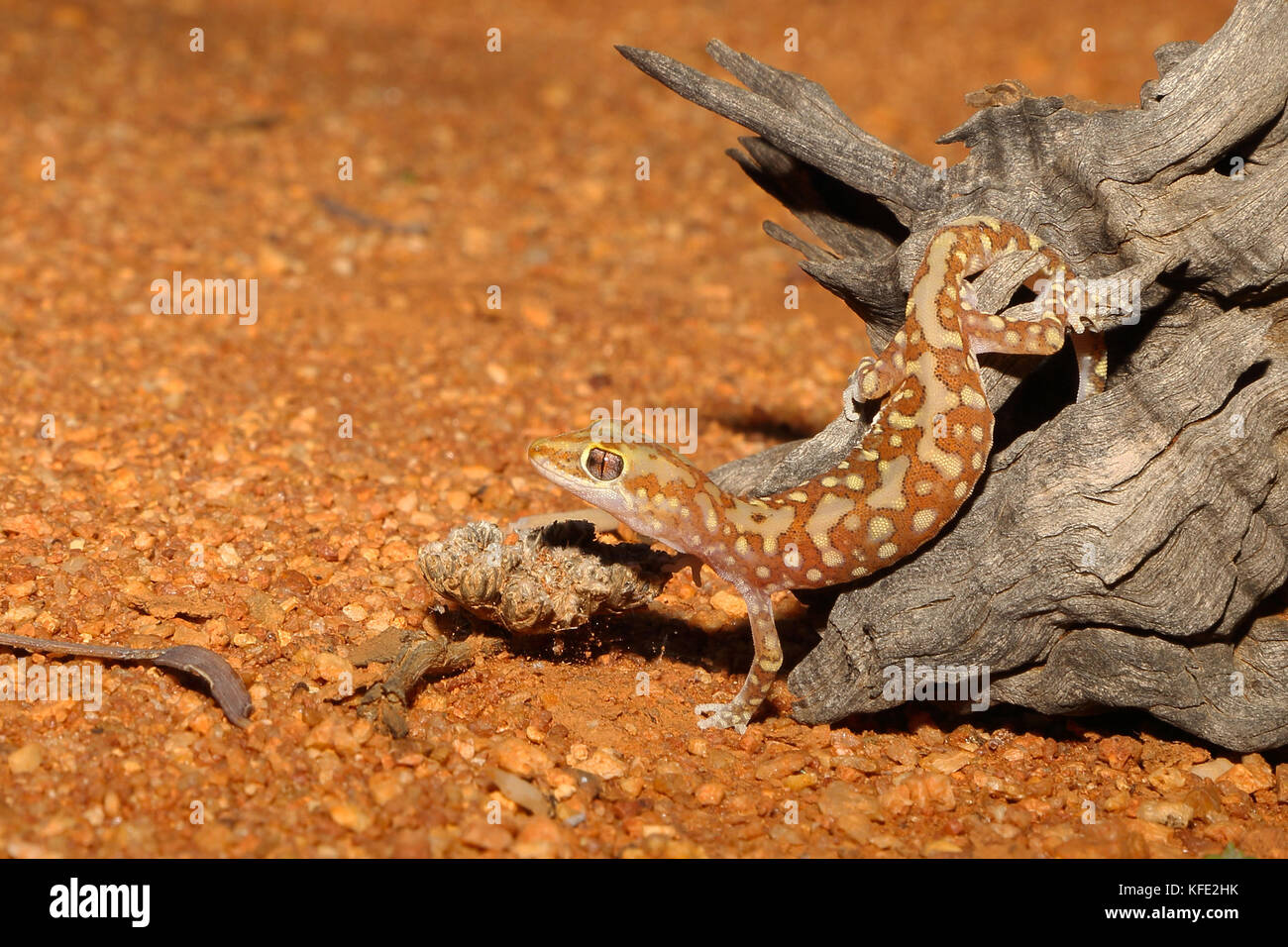 Mottled ground gecko (Lucasium squarrosum) climbing down from a log on red sand. Yalgoo, Mid West region, Western Australia, Australia Stock Photo