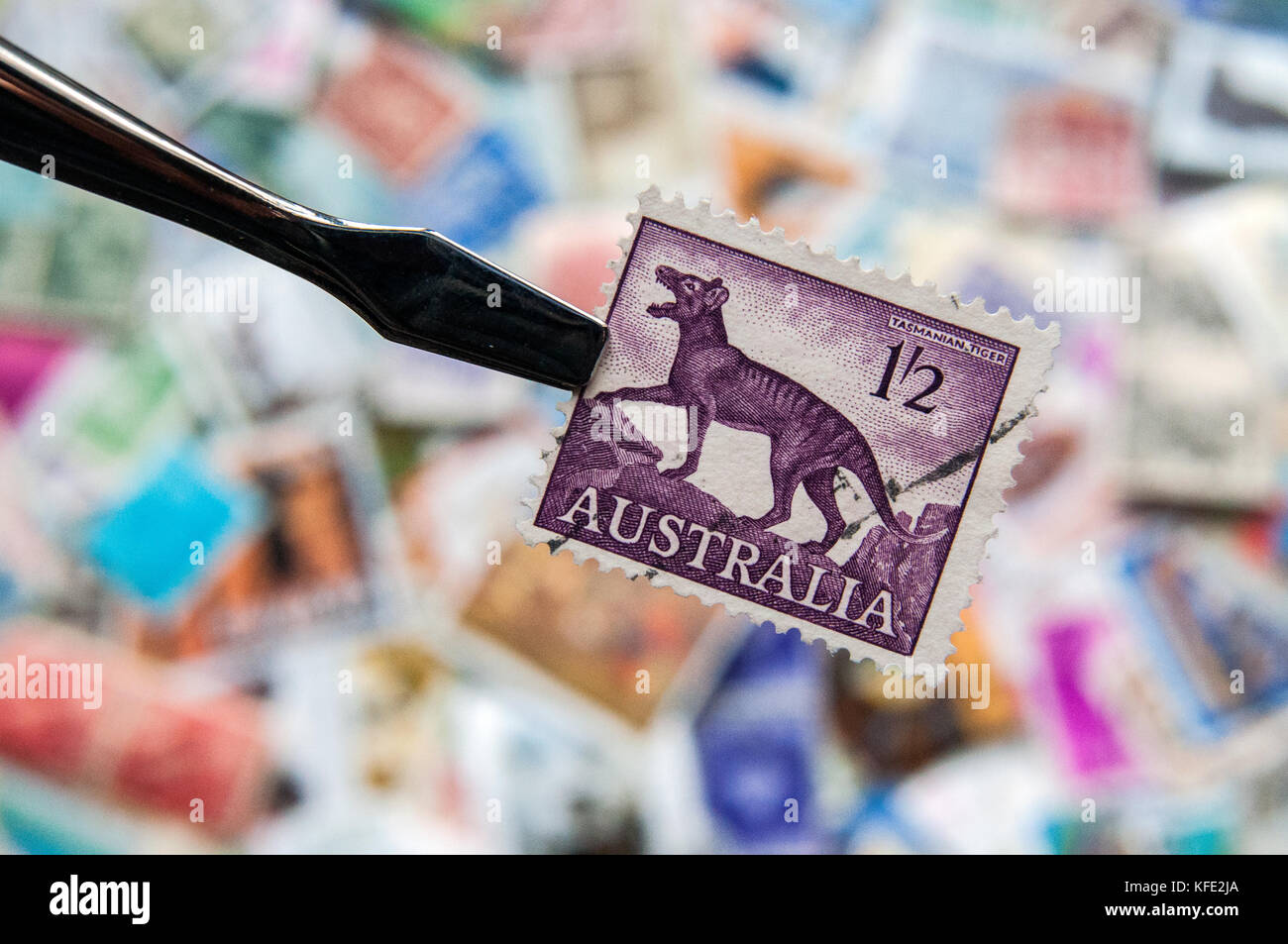 1959-62 Australia 1'2d Tasmania tiger postage stamp over collection of other stamps Stock Photo