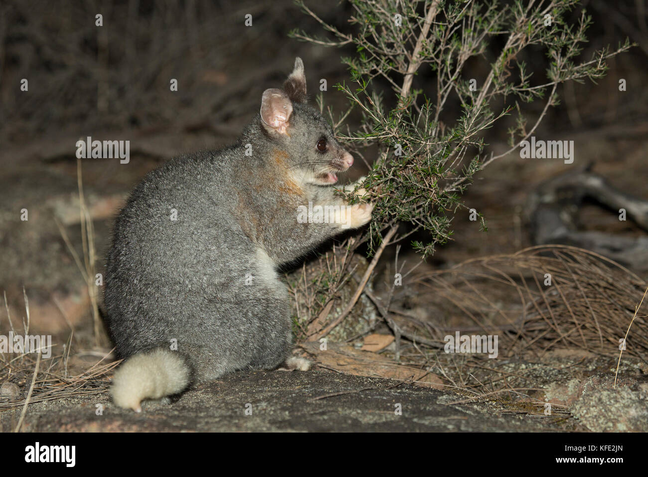 Common brushtail possum (Trichosurus vulpecula) feeding from a shrub, holding a twig in its forefeet.. Dryandra Woodland, Wheatbelt region, Western Au Stock Photo